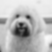 Digby