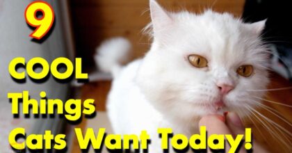 Cat Favorite Cool Gifts Cats Want Today