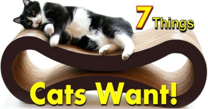 Cat Favorites 7 Gifts on Amazon – Pet Lovers!