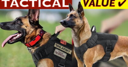 The Best Tactical Dog Harness Vests on Amazon today