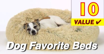 The Best Dog Beds for Small and Big Dogs